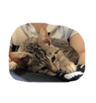 ウチの猫たん（個別スタンプ：7）