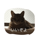 ウチの猫たん（個別スタンプ：8）