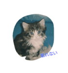 モコ猫（個別スタンプ：1）
