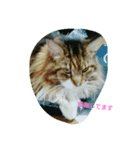 モコ猫（個別スタンプ：3）