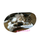 モコ猫（個別スタンプ：4）