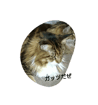 モコ猫（個別スタンプ：6）