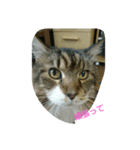 モコ猫（個別スタンプ：7）