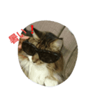 モコ猫（個別スタンプ：8）
