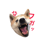 豆柴スタンプ              コタローくん（個別スタンプ：30）