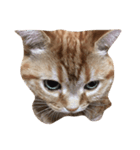 素晴らしい猫さん（個別スタンプ：2）