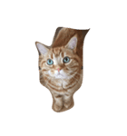 素晴らしい猫さん（個別スタンプ：3）