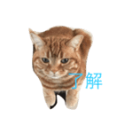 素晴らしい猫さん（個別スタンプ：4）
