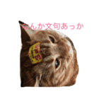 素晴らしい猫さん（個別スタンプ：5）