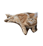 素晴らしい猫さん（個別スタンプ：7）
