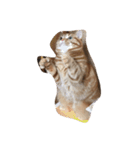 素晴らしい猫さん（個別スタンプ：8）