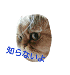 sakuran's（個別スタンプ：1）