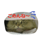sakuran's（個別スタンプ：6）