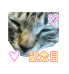 きなことあんこ3（個別スタンプ：4）