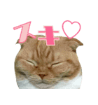 きなことあんこ3（個別スタンプ：5）