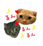 きなことあんこ3（個別スタンプ：6）