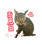きなことあんこ3（個別スタンプ：7）