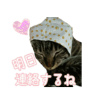 きなことあんこ3（個別スタンプ：8）