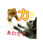 きなことあんこ3（個別スタンプ：9）