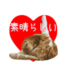 きなことあんこ3（個別スタンプ：13）