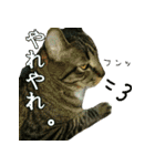 きなことあんこ3（個別スタンプ：14）