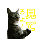 きなことあんこ3（個別スタンプ：19）