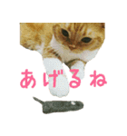 きなことあんこ3（個別スタンプ：21）