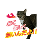 きなことあんこ3（個別スタンプ：25）