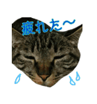 きなことあんこ3（個別スタンプ：26）