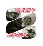 きなことあんこ3（個別スタンプ：27）