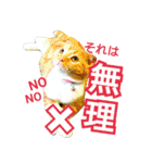 きなことあんこ3（個別スタンプ：31）