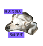 白犬 りおん（個別スタンプ：1）
