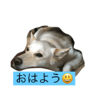 白犬 りおん（個別スタンプ：2）