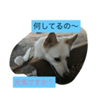 白犬 りおん（個別スタンプ：3）
