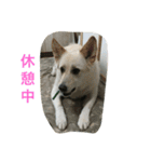 白犬 りおん（個別スタンプ：4）