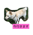 白犬 りおん（個別スタンプ：5）