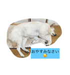 白犬 りおん（個別スタンプ：6）