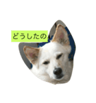 白犬 りおん（個別スタンプ：7）