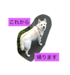白犬 りおん（個別スタンプ：8）