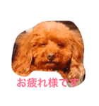 アルフのスタンプ（個別スタンプ：1）