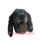 どうたんず1.5（個別スタンプ：1）