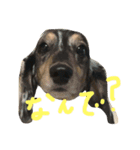 どうたんず1.5（個別スタンプ：2）