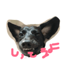 どうたんず1.5（個別スタンプ：3）
