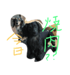 どうたんず1.5（個別スタンプ：5）
