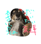 どうたんず1.5（個別スタンプ：6）