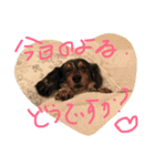 どうたんず1.5（個別スタンプ：8）