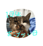 どうたんず1.5（個別スタンプ：13）
