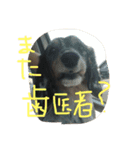 どうたんず1.5（個別スタンプ：14）