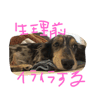 どうたんず1.5（個別スタンプ：16）