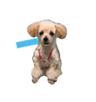 わんこすたんぷpart1（個別スタンプ：1）